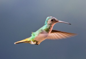 semantic_search_hummingbird