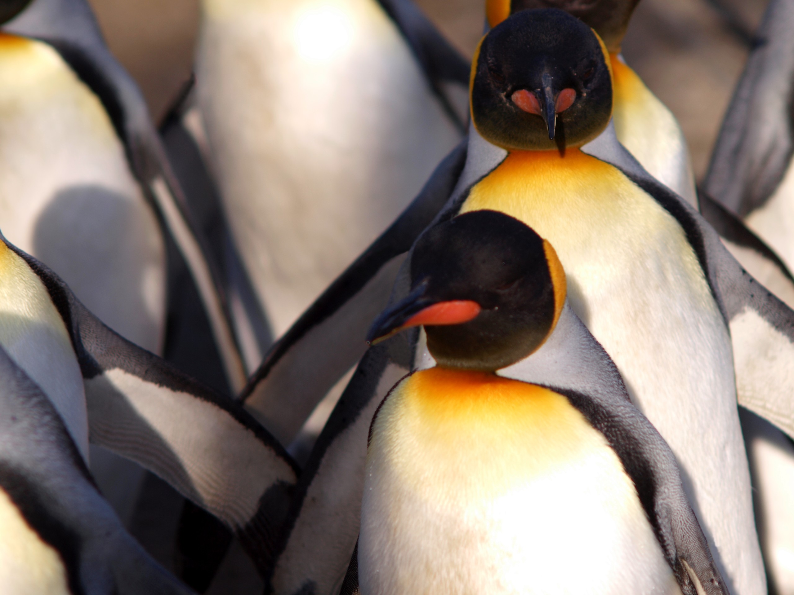 Google Penguin 2.0 algorithm update